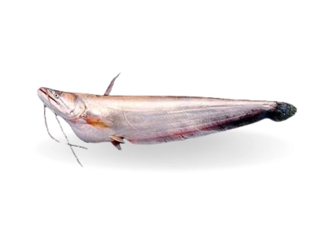 Boal-Whole-Fish-I