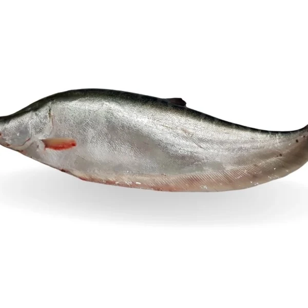 Chital Whole Fish