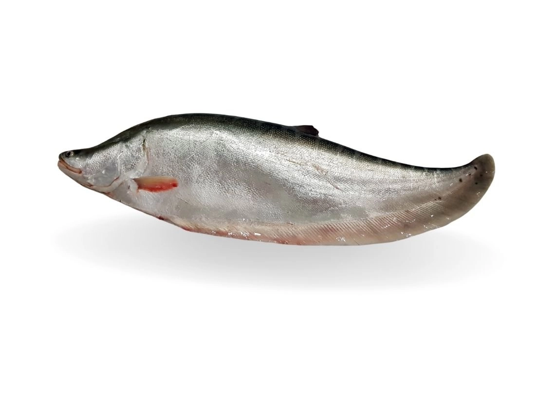 Chital-Fish-Whole