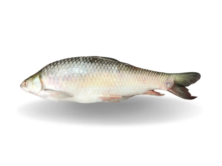 Mirgal Whole Fish