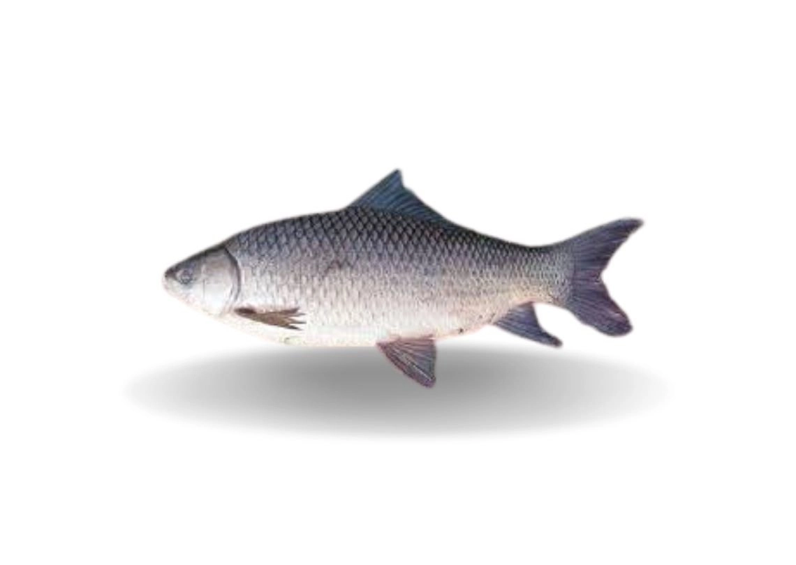 Kalibaush-Whole-I