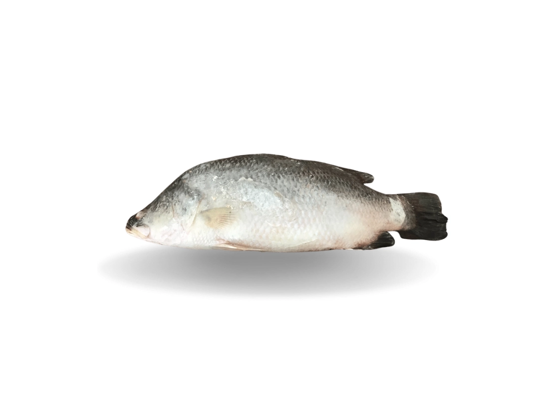 Koral-Whole-Fish-I