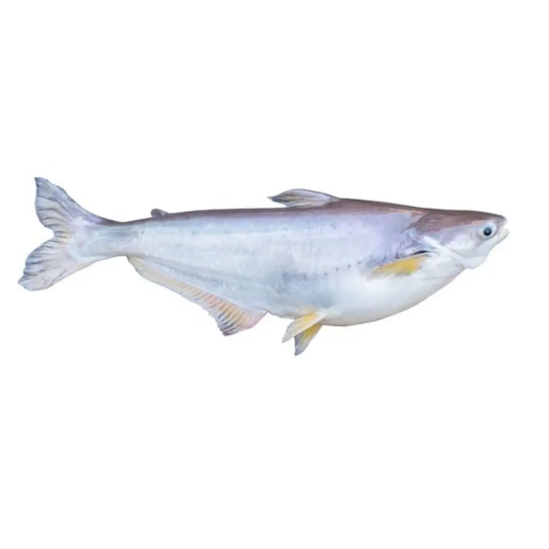 Pangasius-Burma-I