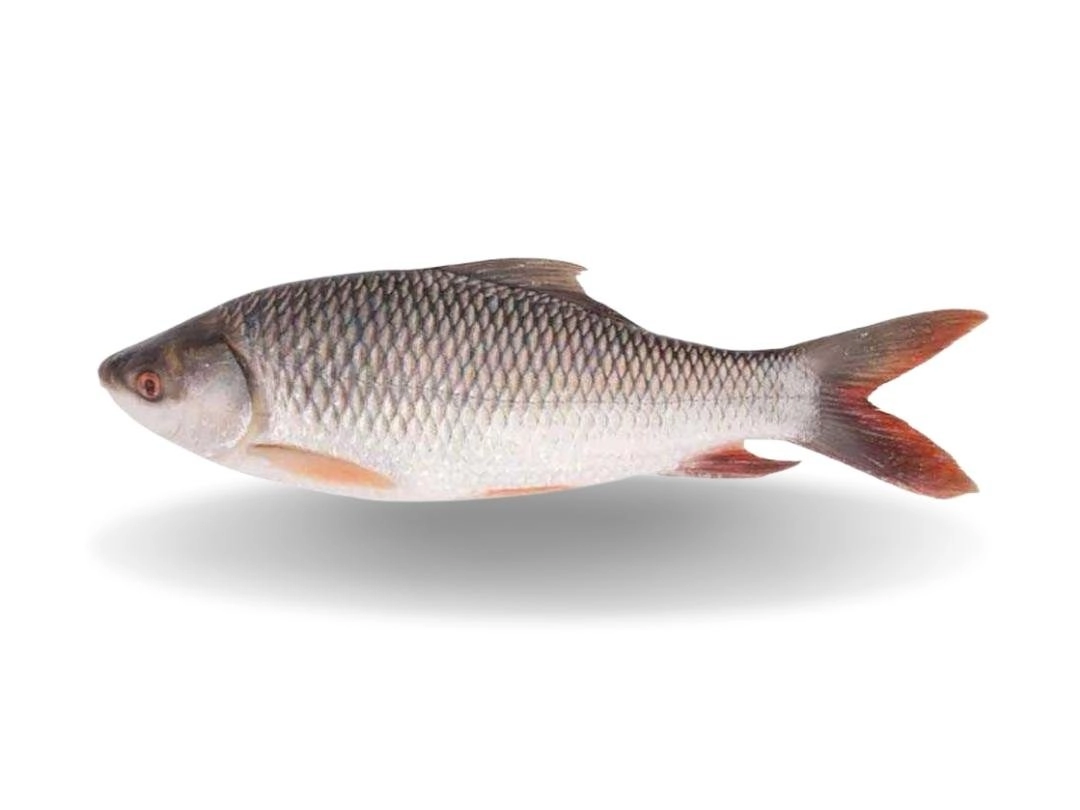 Rohu Whole Fish