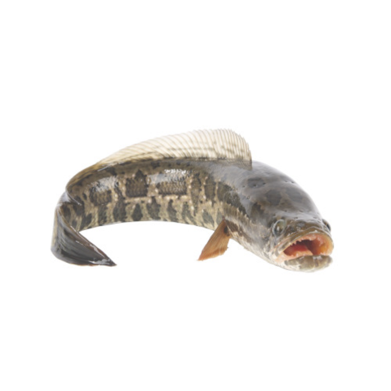 Shoal-Whole-Fish-3