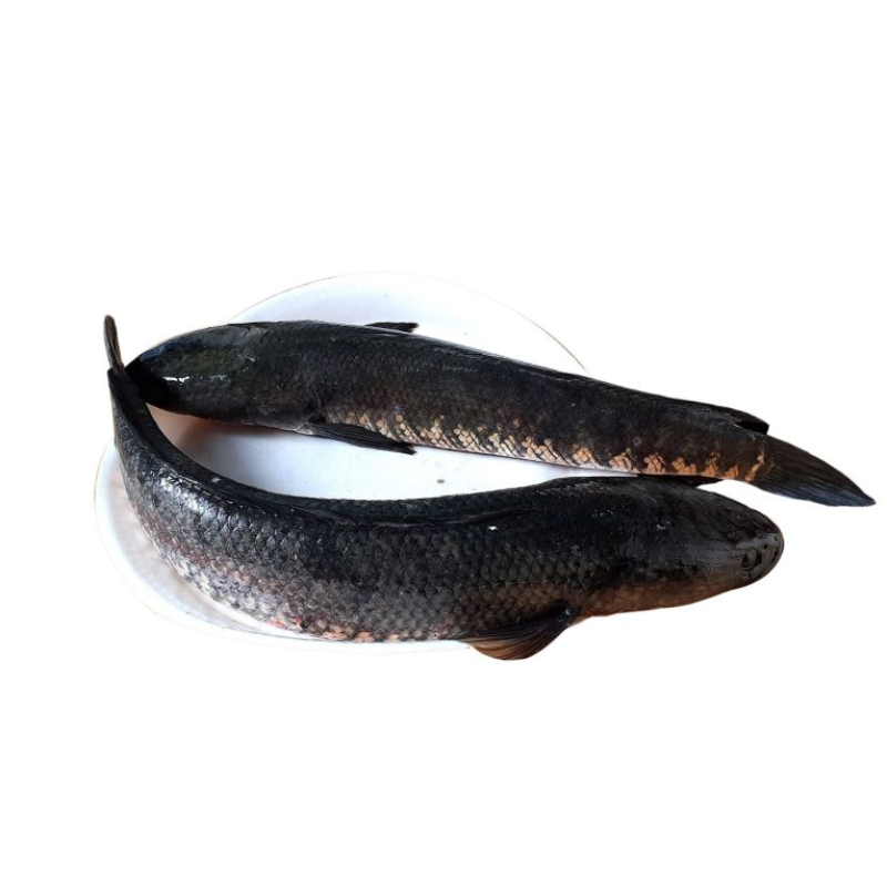 Shoal-Whole-Fish-4
