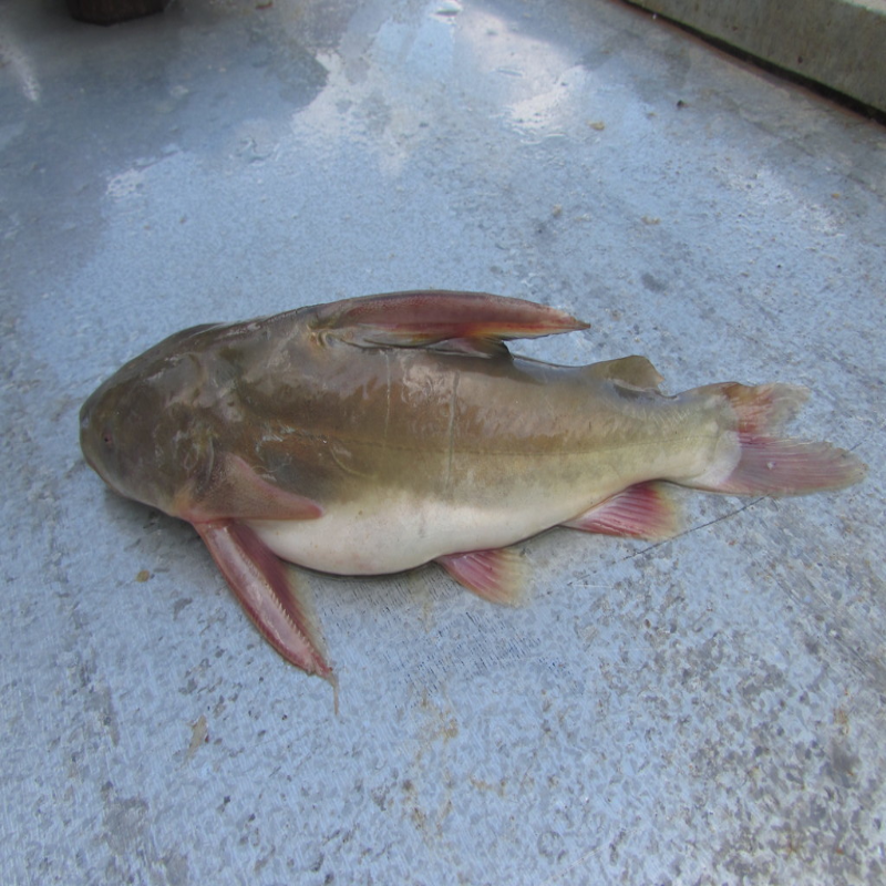 ritha-whole-fish-2