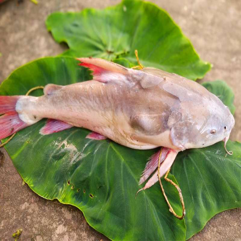ritha-whole-fish